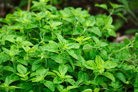 10 Best Herbs to start from Seeds at home