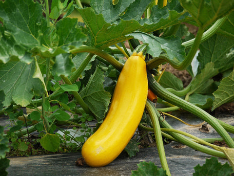 7 Best Vegetables to start from Seeds this Summer Season