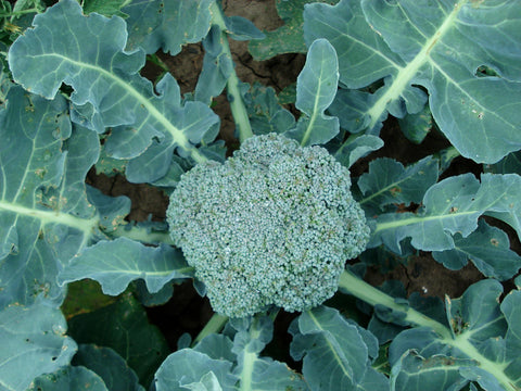 Broccoli: How to Plant, Grow and Harvest Broccoli from Seeds 