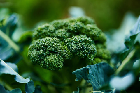 Broccoli: How to Plant, Grow and Harvest Broccoli from Seeds 