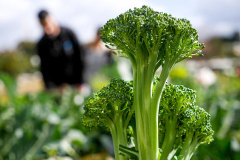 Broccoli: How to Plant, Grow and Harvest Broccoli from Seeds 