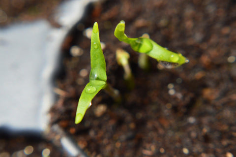 Grow Chilli Peppers from Seeds – In 4 Easy Steps