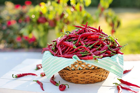Grow Chilli Peppers from Seeds – In 4 Easy Steps