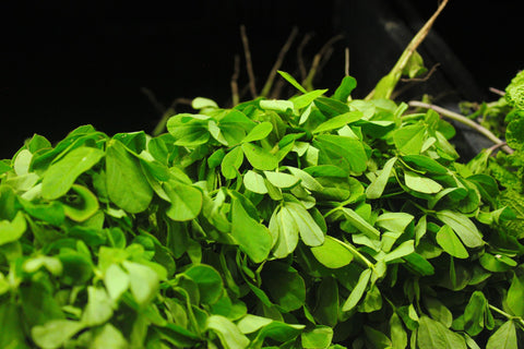 Grow and Harvest Fenugreek at Home