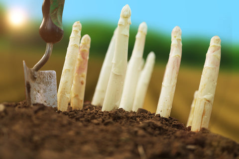 Growing Asparagus from Seeds to Harvest