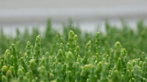 Growing Asparagus from Seeds to Harvest