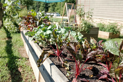 Growing Beets from Seeds: From Sowing to Harvest