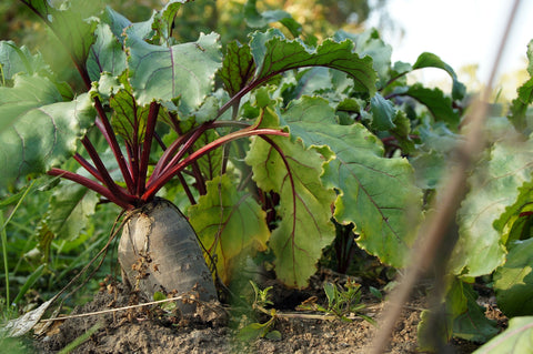 Growing Beets from Seeds: From Sowing to Harvest