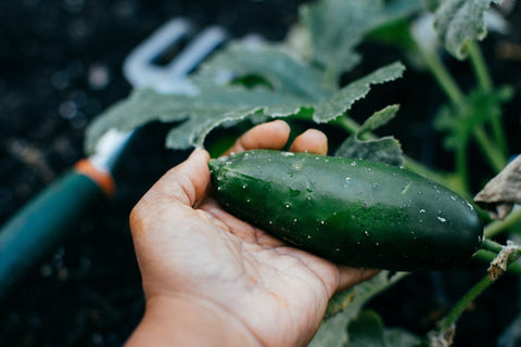 Growing Cucumbers from Seeds | Step by Step Guide