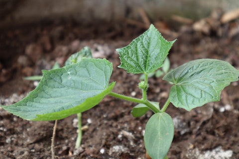 Growing Cucumbers from Seeds | Step by Step Guide