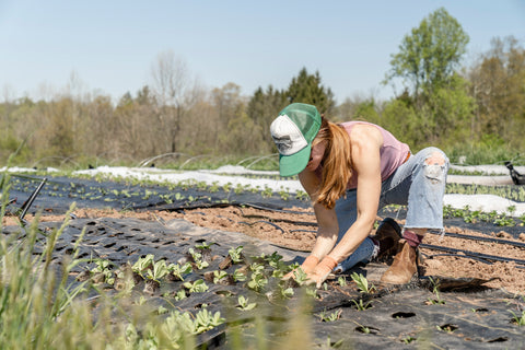 How best to grow plants from seeds  10 Step Germination