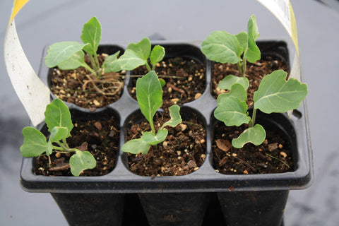 How best to grow plants from seeds  10 Step Germination