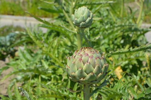 How to Grow Artichokes from Seeds – A Complete Guide