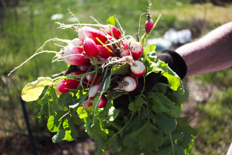 How to Grow and Harvest Radishes from Seeds | The Ultimate Guide