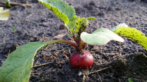 How to Grow and Harvest Radishes from Seeds | The Ultimate Guide
