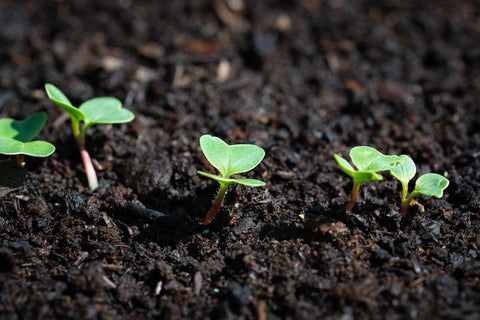 How to Grow and Harvest Radishes from Seeds | The Ultimate Guide