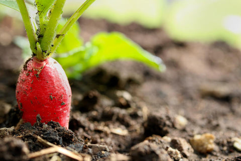 How to Grow and Harvest Radishes from Seeds | The Ultimate Guide