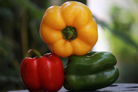 How to grow Bell Peppers from seeds From Germination to Harvest