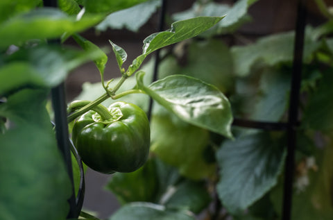 How to grow Bell Peppers from seeds: From Germination to Harvest