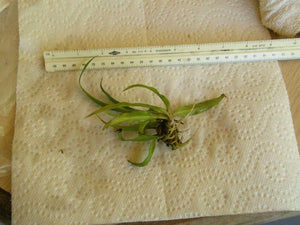 1 Live Spider Plant | Chlorophytum Comosum - Seed World