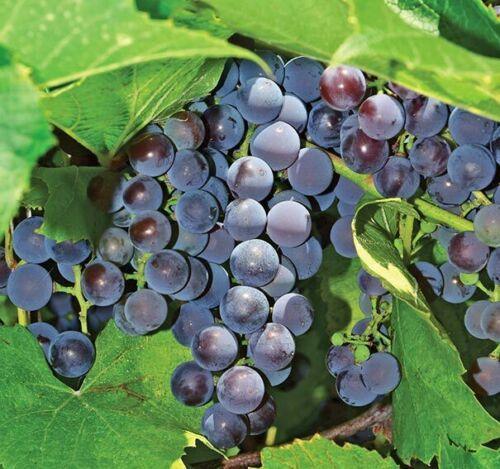 10 Concord Grape Seeds – Seed World