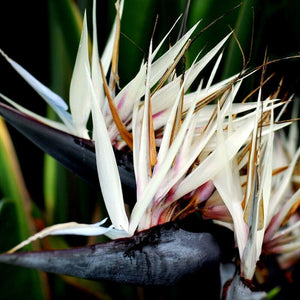 10 Giant White Bird Of Paradise Seeds – Seed World