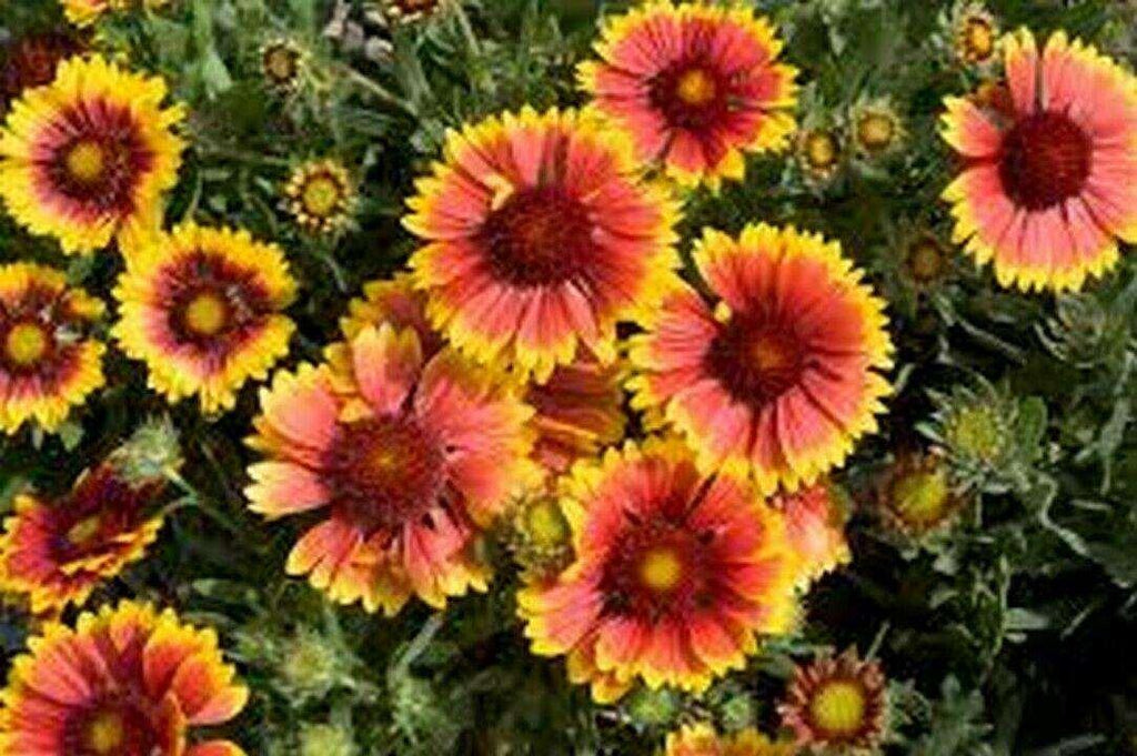 100 Blanket Flower Seeds Seed World