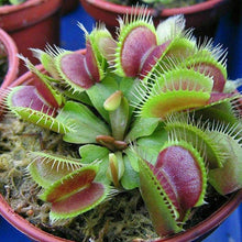 20 Venus Fly Trap Carnivorous Plant Seeds - Seed World