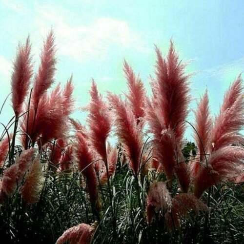 Pink Pampas Grass  Greenwood Nursery