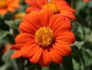 25 Mexican Torch Sunflower Seeds - Seed World