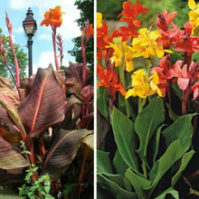 5 Mixed Canna Lily Seeds - Seed World