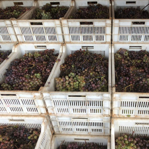 4Kilos Wine Harvest Cosecha Imports