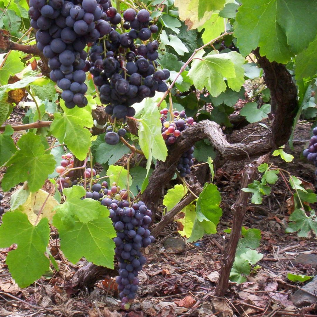Listan Negro, Tenerife Wine, Spanish Wine, Cosecha Imports, Biodynamic Wine 