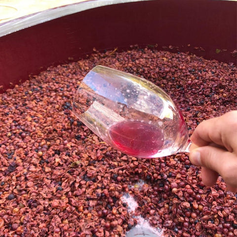Celler Comunica Wine Harvest Cosecha Imports
