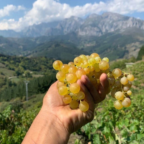 Goyo Garcia Wine Harvest Cosecha Imports