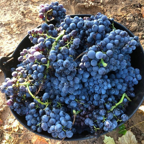 Joan D'Anguera Wine Harvest Cosecha Imports