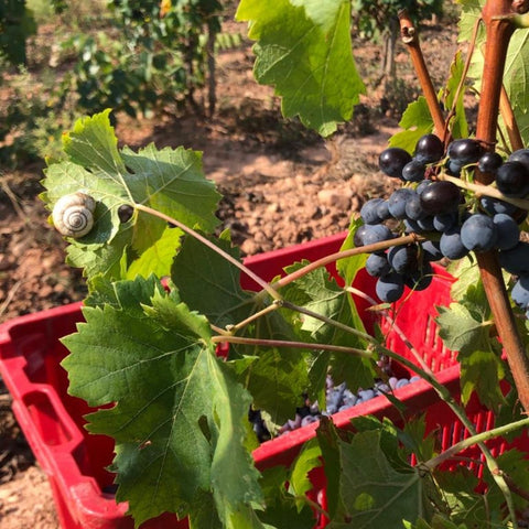 Josep Foraster Wine Harvest Cosecha Imports
