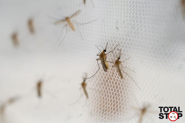 Insectifuge TotalSTOP de SurfaceScience | Image de moustiques