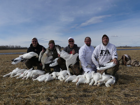 Snow Goose in Alberta