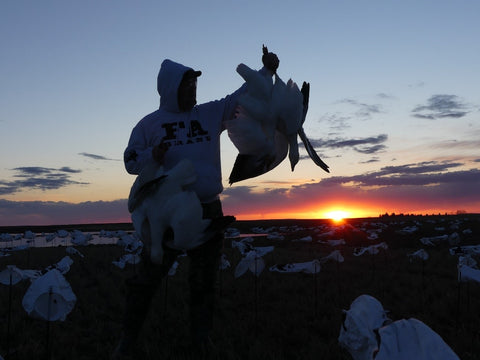 Snow Goose at Dawn