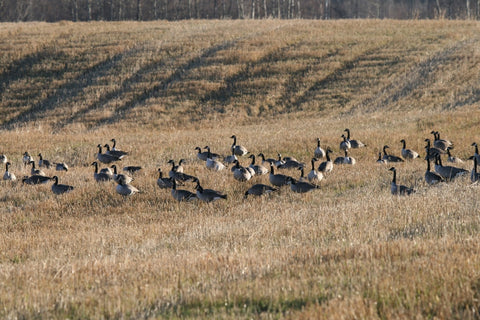 Canada Goose Spread