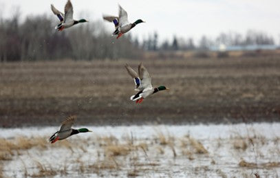 Geese in flight