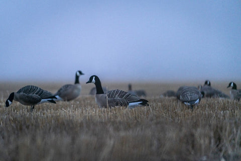 The Field Goose Spread