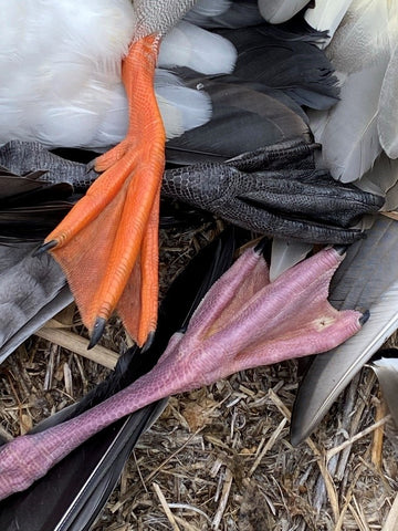 Goose Feet