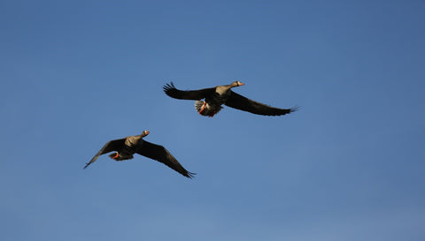 Flying Canada Geese