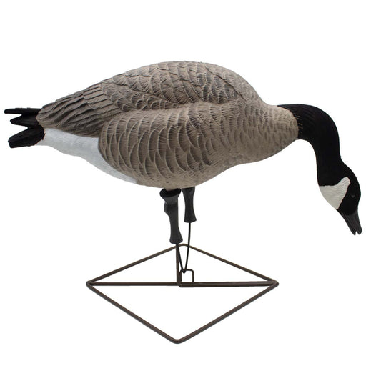 306308 Upright/High - Specklebelly Goose