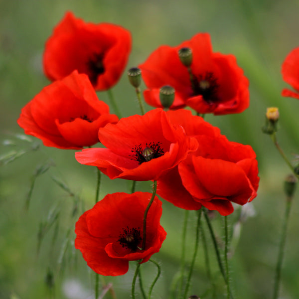 Poppies are a birth flower of August - Birthday Butler