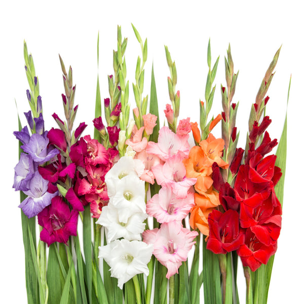 Gladiolas are August birth flower - Birthday Butler