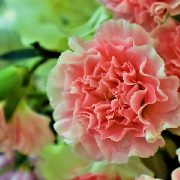 January birth flower - Carnation - Birthday Butler