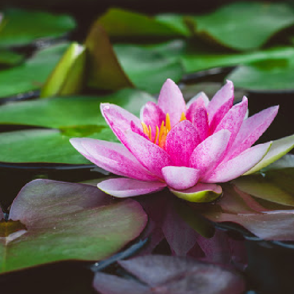 The water lily is July's birth flower
